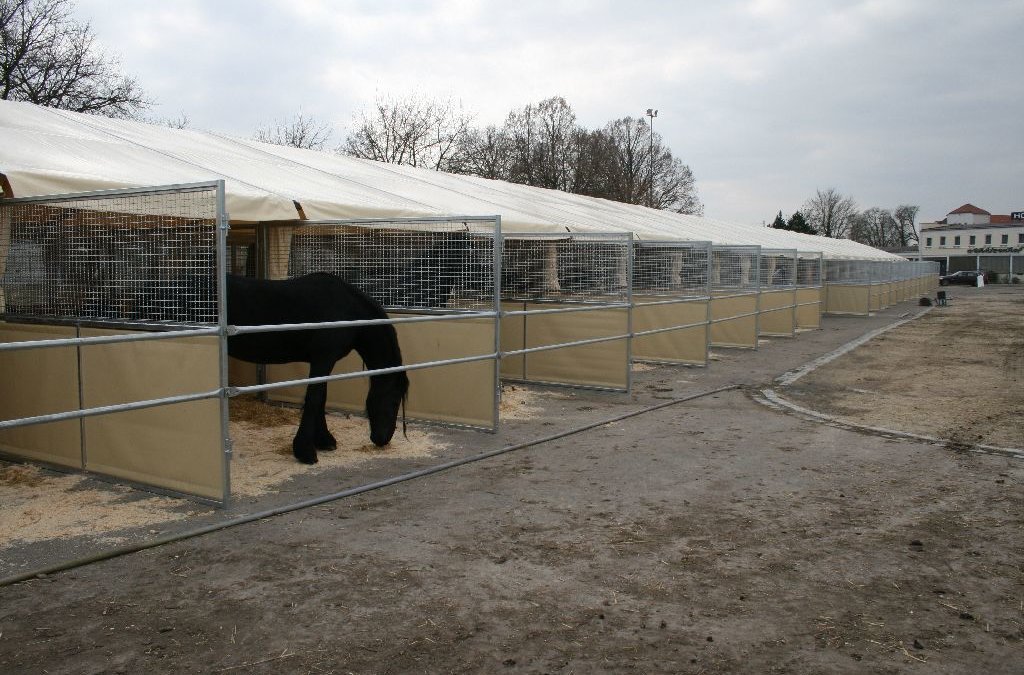 cheval-dans-box